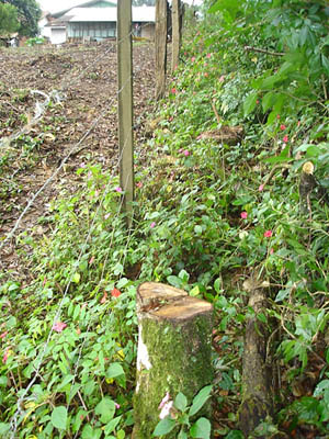Cepos de árvores abatidas, com cerca de 40 cm de diâmetro. Alguns estavam cobertos com terra na tentativa de esconder a ação criminosa. (Foto: Germano Woehl)