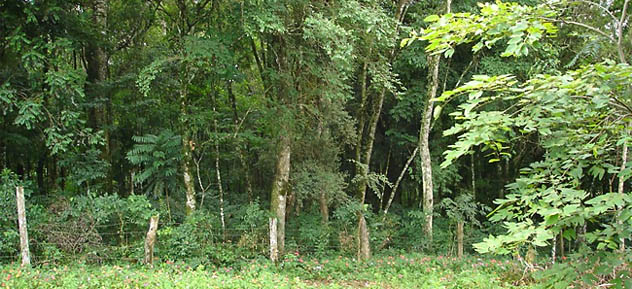Borda de floresta urbana com araucárias em Itaiópolis, Santa Catarina. (Foto: Germano Woehl)