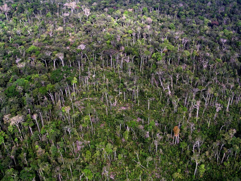 Amazônia também é vítima do aquecimento global. Eventos extremos cada vez mais frequentes causam danos que perduram por anos na floresta. Foto: Divulgação