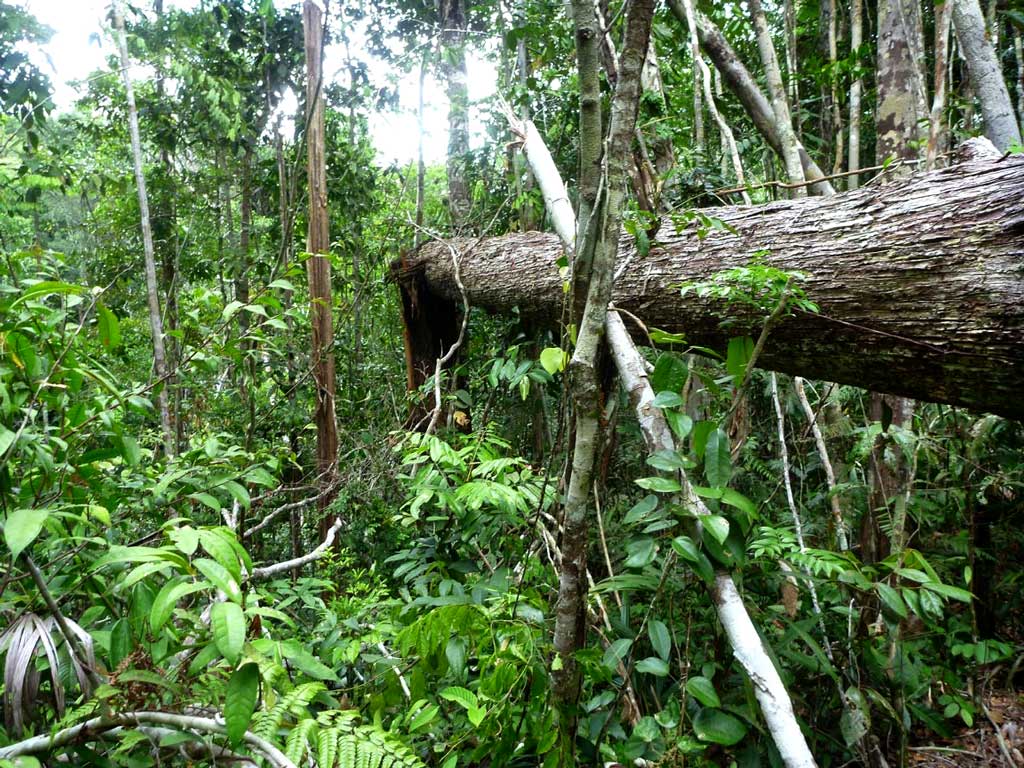 Fenômeno conhecido como blowdown é capaz de arrancar árvores do chão. Foto: Divulgação.