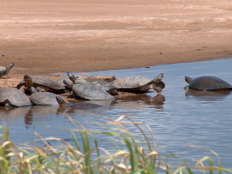 Tartarugas chegam ao Tabuleiro do Embaubal para depositar seus ovos nas praia do baixo Xingu. Foto: WWF