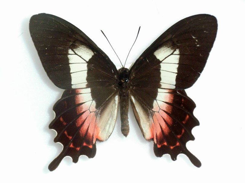 Uma [i]Parides ascanius[/i] ou borboleta-da-praia macho. Foto: Wikimedia Commons