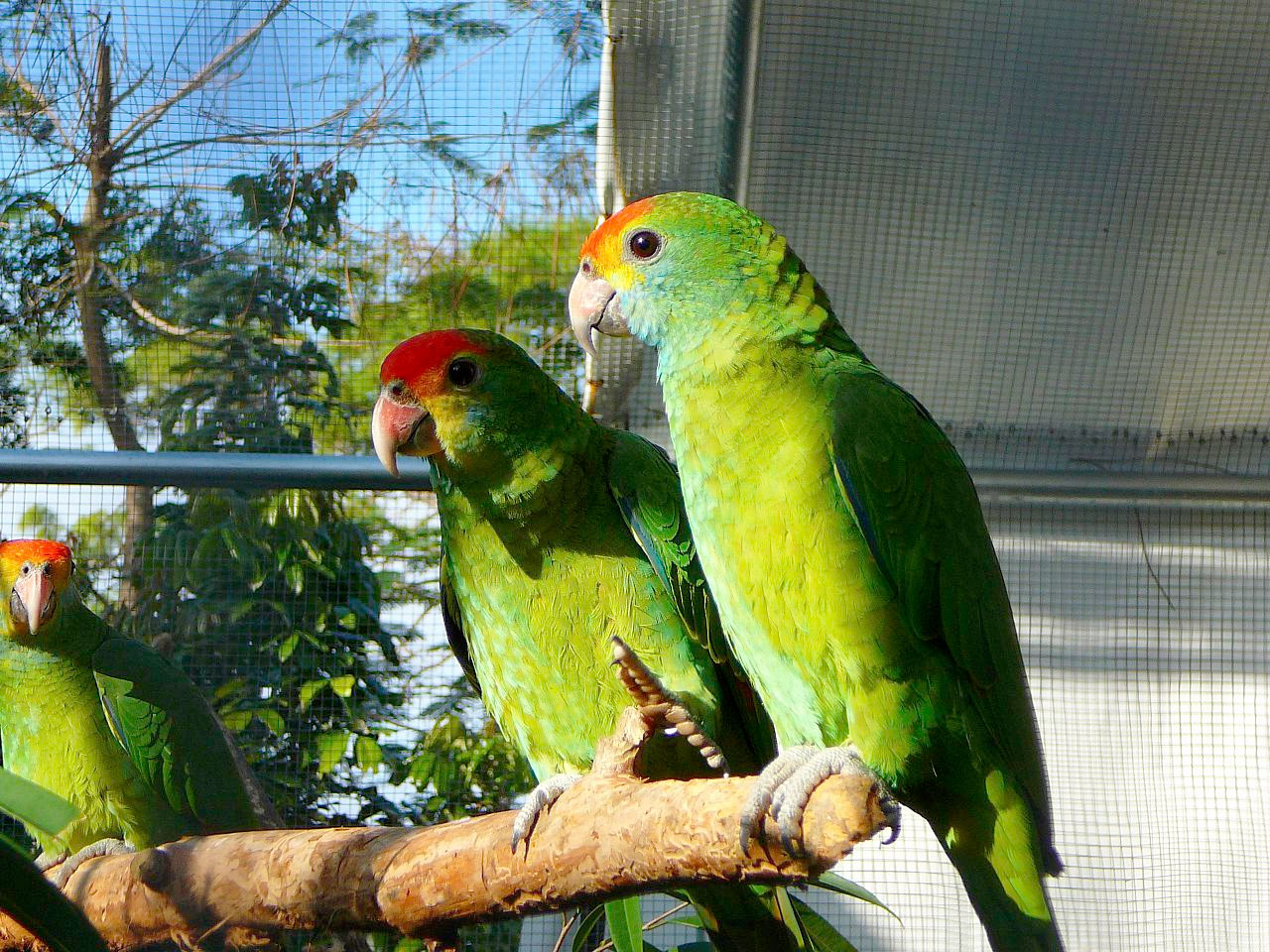 Papagaios chauá ([i]Amazona rhodocorytha[/i]) no zoológico. Foto: Duncan Rawlinson