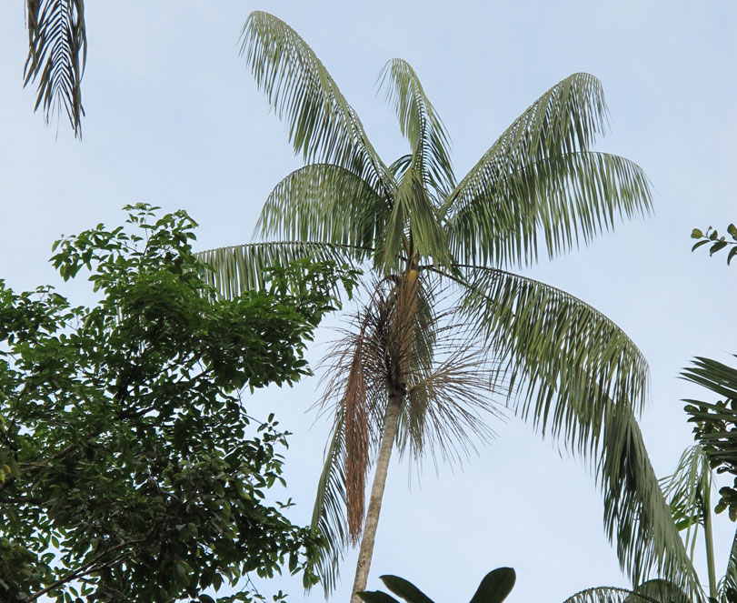Espécies de palmeira “hiper-dominante”, [i]Euterpe precatória [/i]. Foto: