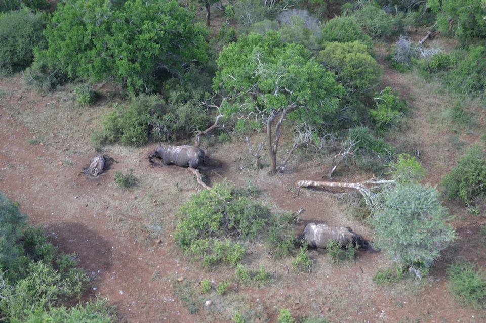 Rinocerontes mortos por caçadore em unidade de conservação na África do Sul. Foto: Tim Condon/Oxpeckers