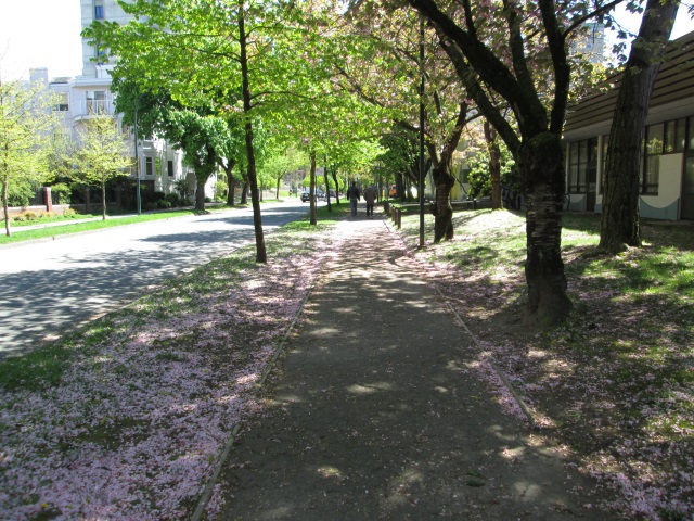  As ruas arborizadas na primavera trazem o bônus do tapete de pétalas na calçada.
