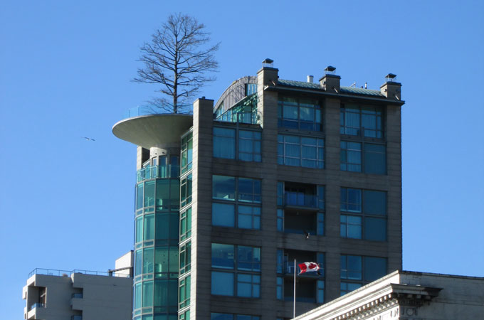 Uma árvore solitária vigia a cidade do topo do prédio. Foto: Duda Menegassi | Clique para ampliar