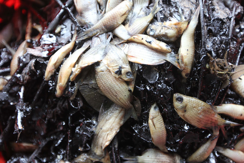 Peixes mortos misturados com os galhos cobertos de óleo, recolhidos por moradores locais. Foto: Barbara Fraser