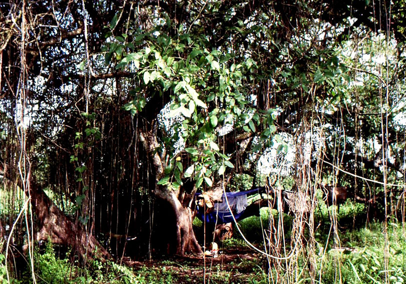Acampamento volante, no monitoramento das onças na Miranda Estância, Pantanal de Miranda, 1982. Foto: acervo Peter Crawshaw