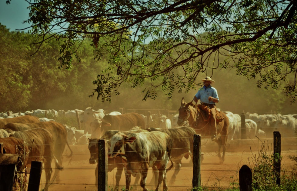 Nas Fazendas São Marcelo, o gado é criado parte do ano no sistema extensivo (solto no pasto) e, durante as secas, em sistema de confinamento para diminuir o tempo de engorda.