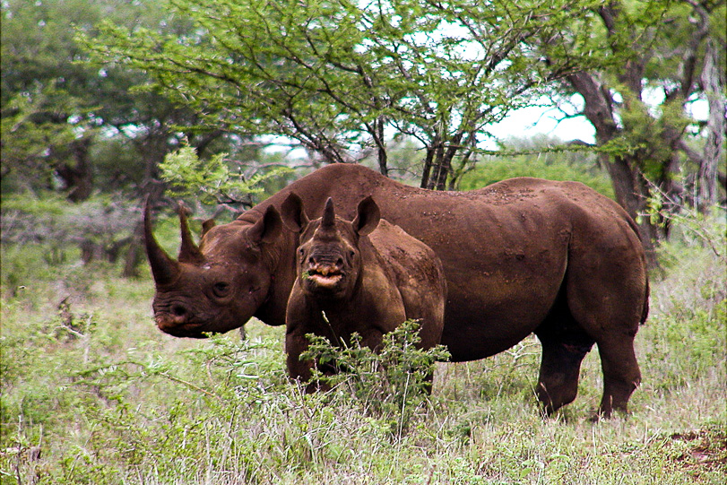 Da década de 70 até agora, mais de 94% do rinocerontes-negros foram dizimados por caçadores que buscam chifres. Foto: Wikimedia Commons.