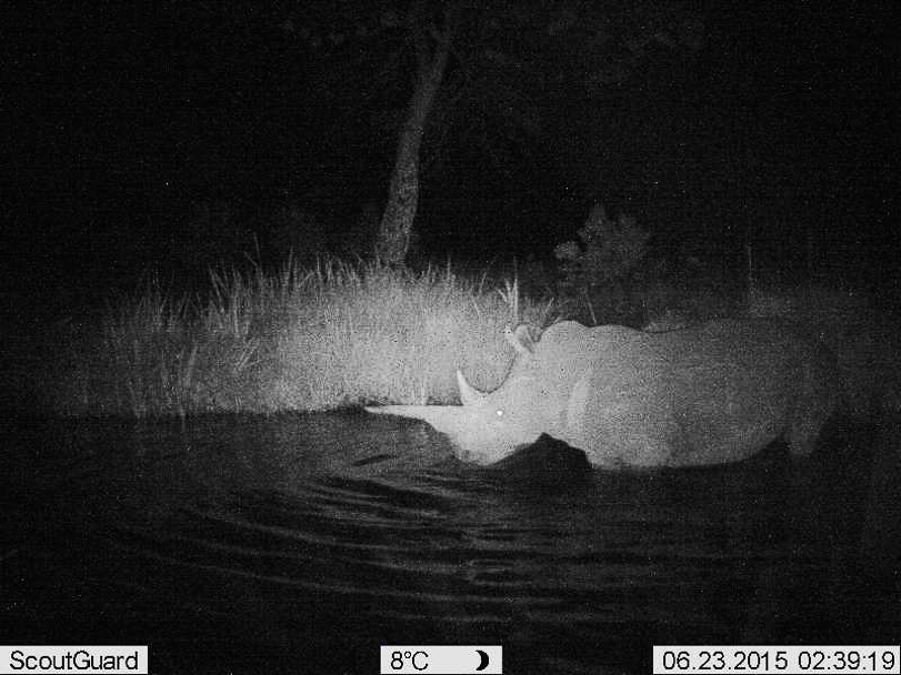 Com mais de 70 votos, o animal da foto foi identificado como um Rinoceronte Branco através do site InstantWild. Foto: Divulgação