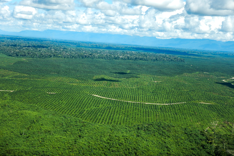 Fazenda de produção de óleo de palma próximo a Yurimaguas, em Loreto. Foto: Terra-i
