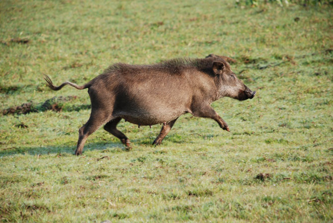 Porco-monteiro, o invasor que acabou sendo benéfico. Foto: Arnaud Desbiez
