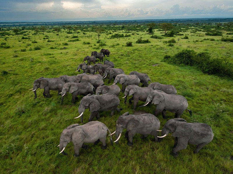 35.000 por ano são elefantes caçados por seu marfim. Crédito: @NonprofitOrgs