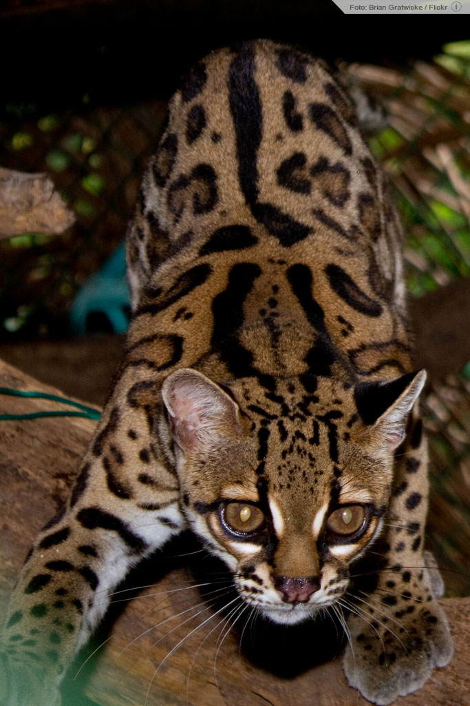 [i]Leopardus wiedii[/i]. Foto: Brian Gratwick
