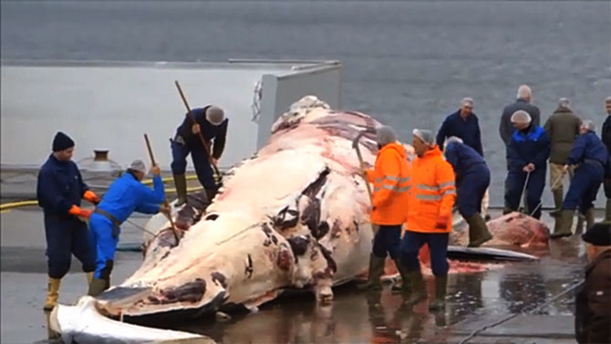 Baleeiros cortam o animal que, provavelmente, será vendido para a carne no Japão.