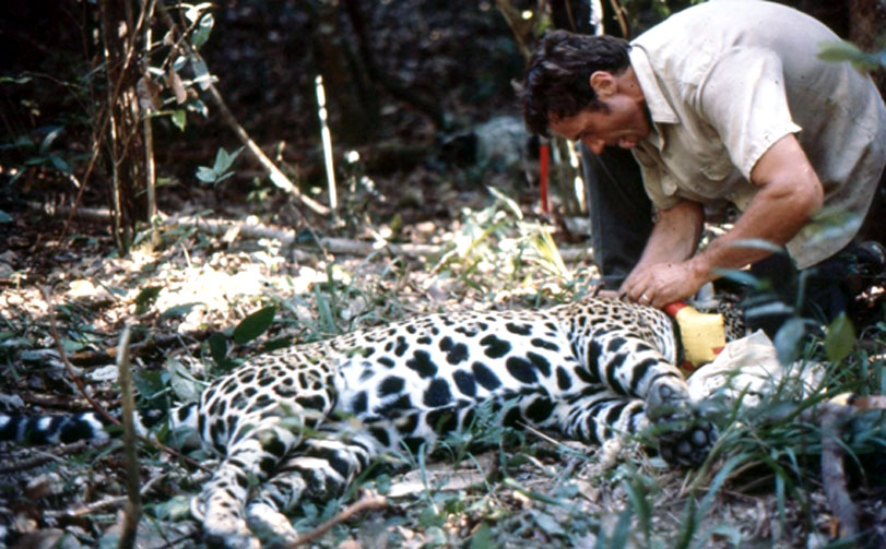 George Schaller coloca um colar de monitoramento em uma onça-pintada, no Pantanal, em 1977. Foto: acervo Peter Crawshaw