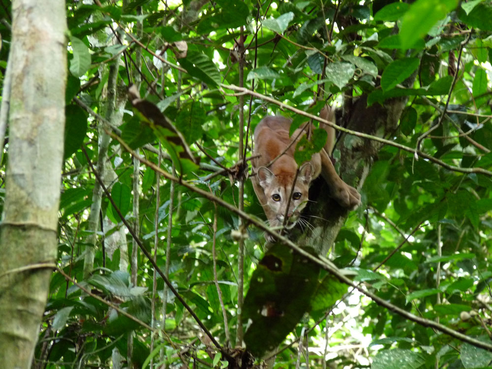 Flagra de uma suçuarana em cima da árvore. A foto foi tirada a menos de 600 metros da base do Parque Nacional da Amazônia. Foto: Gilberto Nascimento Silva.