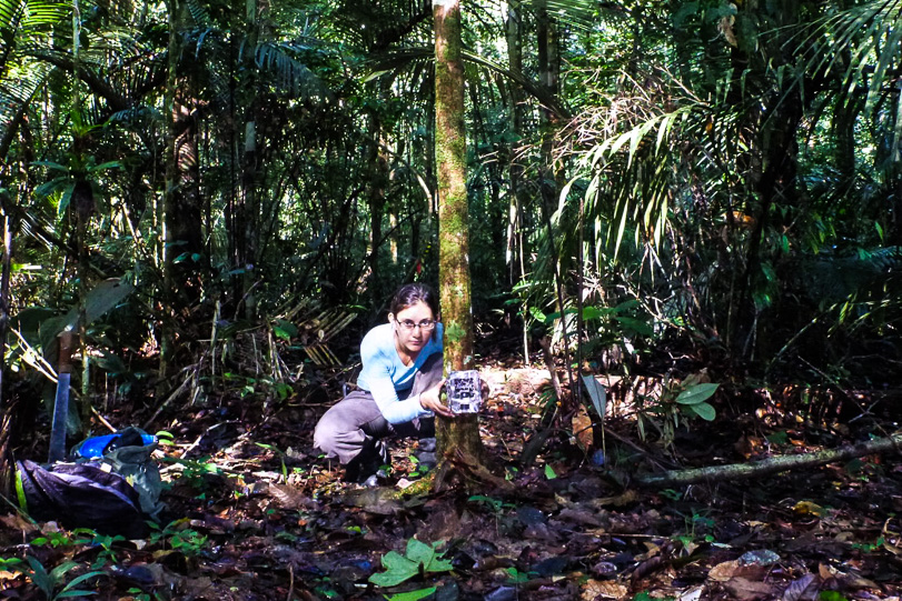 Maíra Benchimol instalando uma armadilha fotográfica na região de Balbina. Estudo demonstrou que isolamento das populações em ilhas também é uma ameaça a diversidade de animais. Foto: Eduardo M. Venticinque