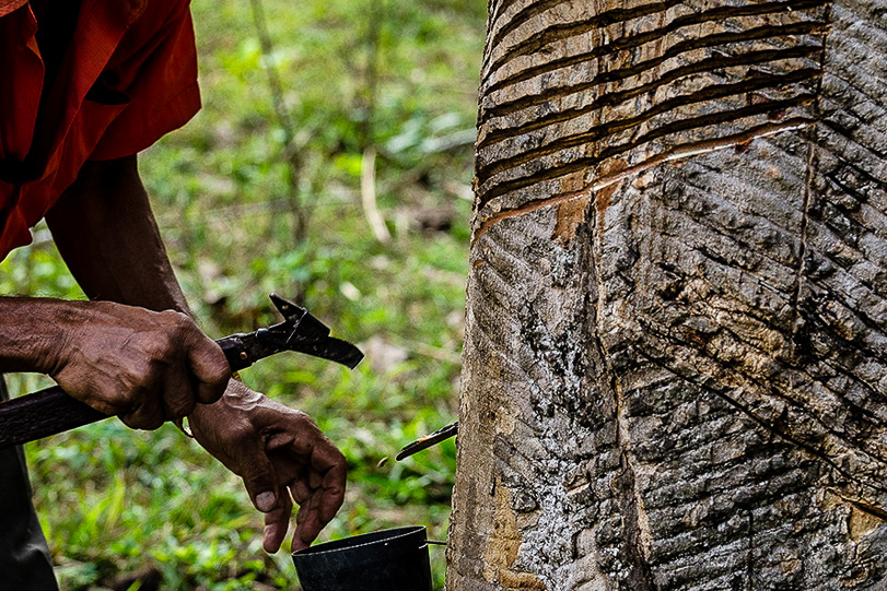 A Reserva Chico Mendes é uma das 89 reservas extrativistas do Brasil. Foto: Aurelice Vasconcelos/ICMBio