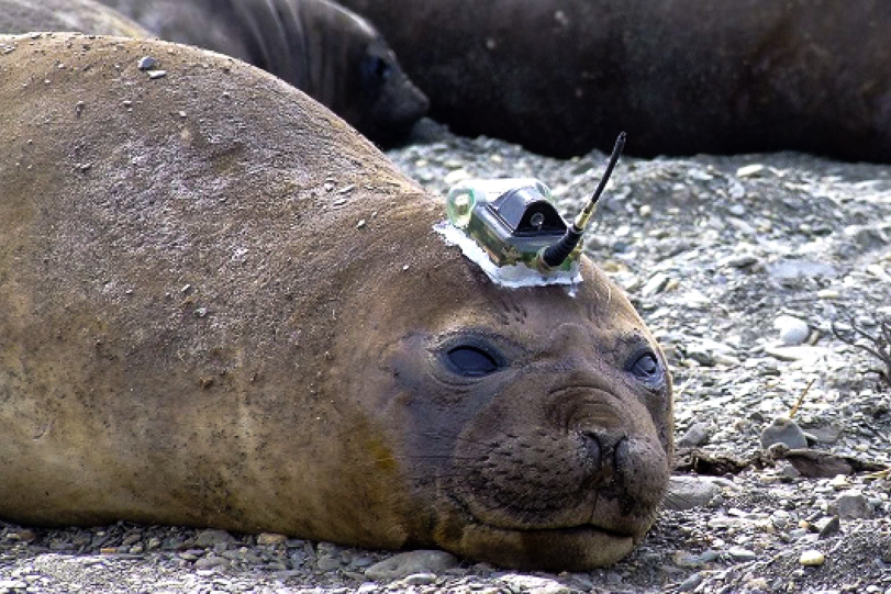 Uma foca-elefante fêmea com sensor.