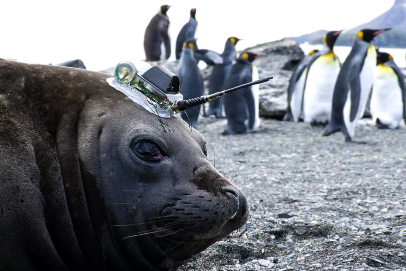 Os dados recolhidos pelas focas podem ajudar os cientistas a compreender melhor as rápidas mudanças do ambiente antártico.
