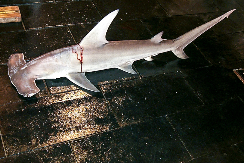 A portaria que protegeria o tubarão-martelo-liso (sphyrna mokarran) e mais 474 espécies ameaçadas foi suspensa temporariamente pela Justiça. Foto: NOAA Photo Library/Flickr.