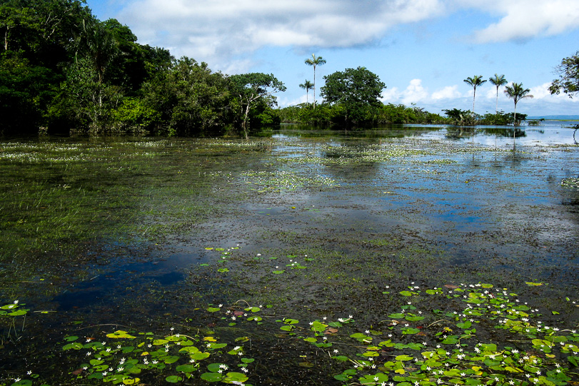 Floresta Nacional do Tápajos uma importante unidade de conservação (UC) federal localizada na Amazônia, às margens do Rio Tapajós. Foto: