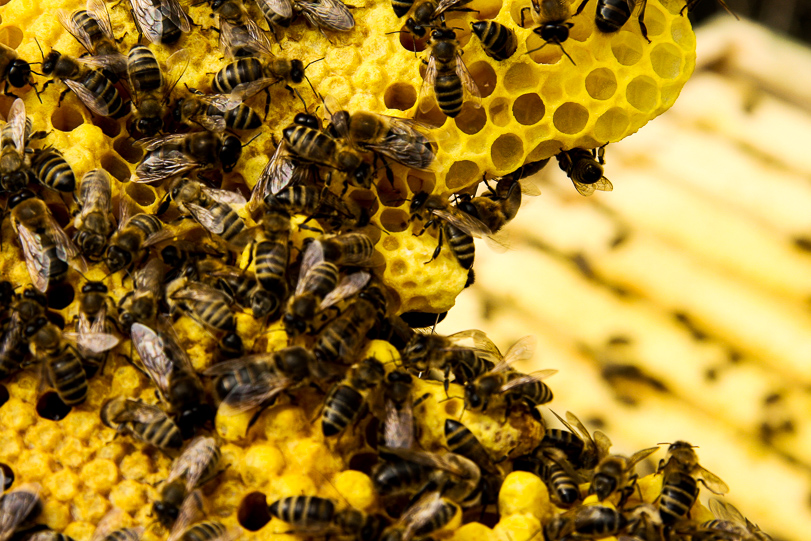 As abelhas são responsáveis pela polinização de 71% das espécies vegetais que suprem 90% da oferta de alimentos do mundo. Foto: