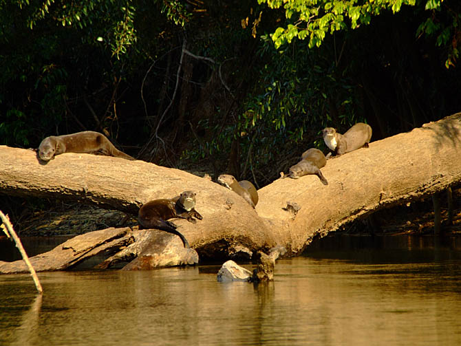 Ariranhas Descansam No Rio Roosevelt O Eco