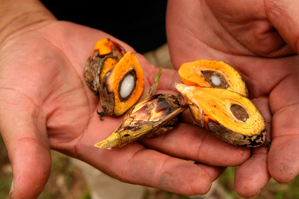 O óleo de palma é extraído das sementes do fruto da árvore, que cresce em cachos e é produzido durante todo o ano. Foto: Barbara Fraser
