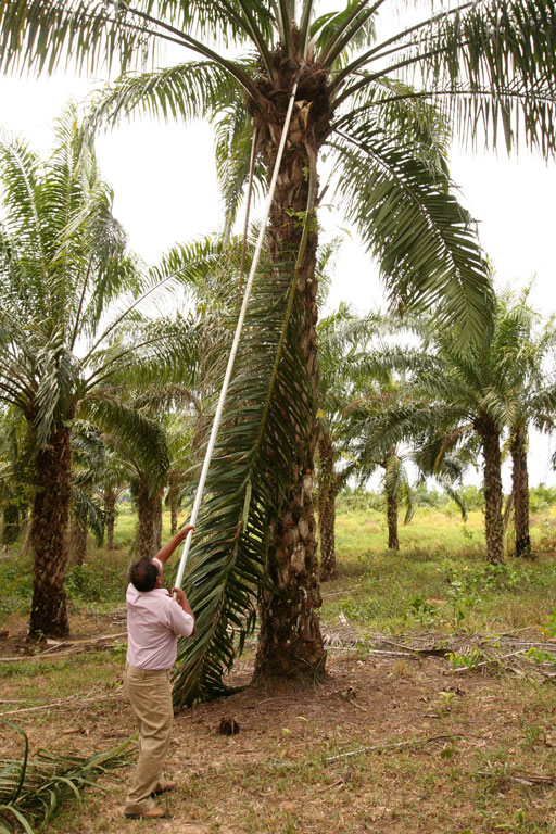 Perto de Pucallpa, no Peru, pequeno produtor de palma usa uma lâmina montada em uma vara para colher o fruto da palma. A colheita é manual e quando a árvore se torna alta demais para o alcance da lâmina, em geral após 25 a 30 anos, ela é cortada e substituída. Foto: Barbara Fraser