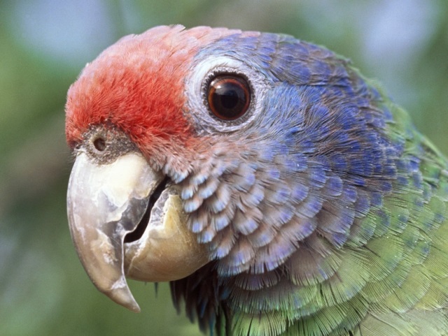 Perda do habitat e caça são fatores de risco ao papagaio-de-cara-roxa (acima). Foto: Zig Koch/divulgação.