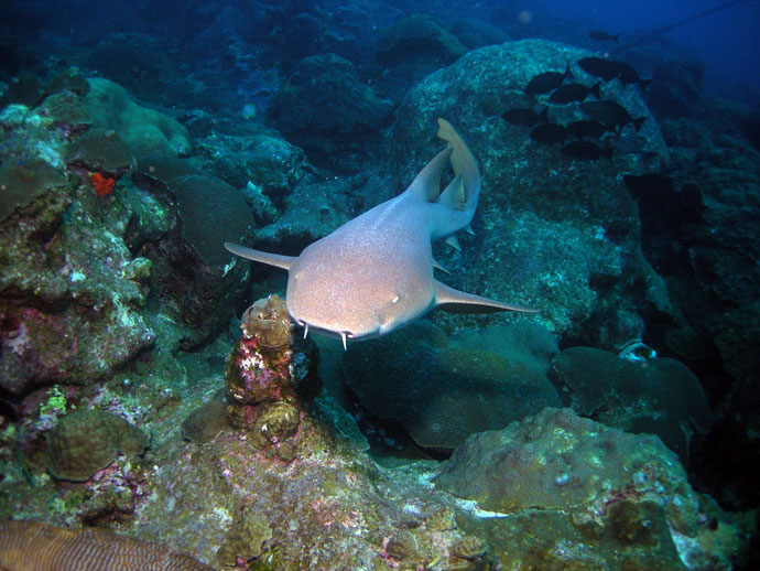 Tubarão-lixa (Ginglymostoma cirratum). Santuário Flower Garden Banks National Marine. Foto: NOAA/Arquivo
