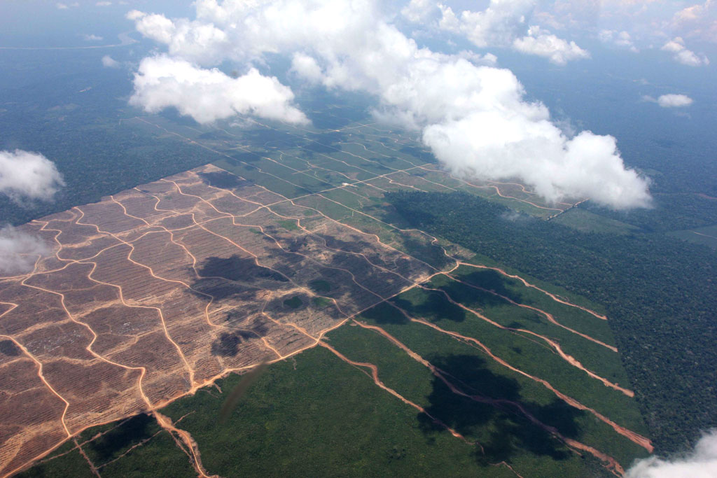 No norte da amazônia peruana, plantação de palma em escala industrial contrasta com a floresta circundante. Foto: Barbara Fraser