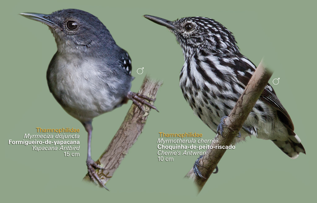 Detalhe do poster: Aves raríssimas com registros somente no Parna Viruá, em Caracaraí (RR). | Clique para ampliar