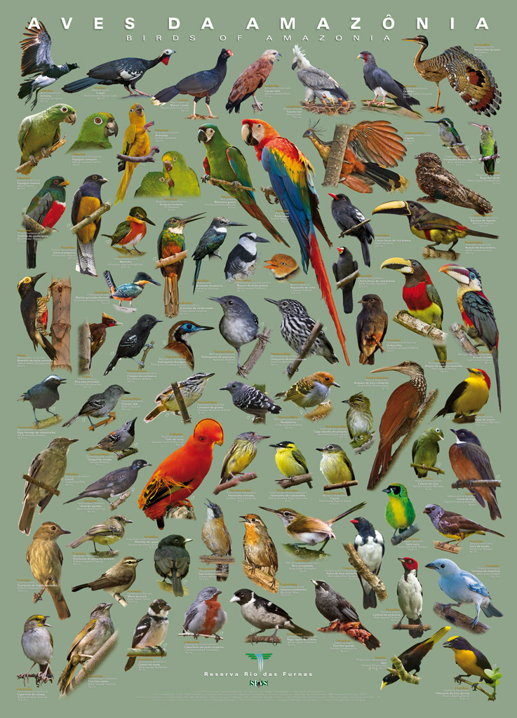 Pôster Aves da Amazônia