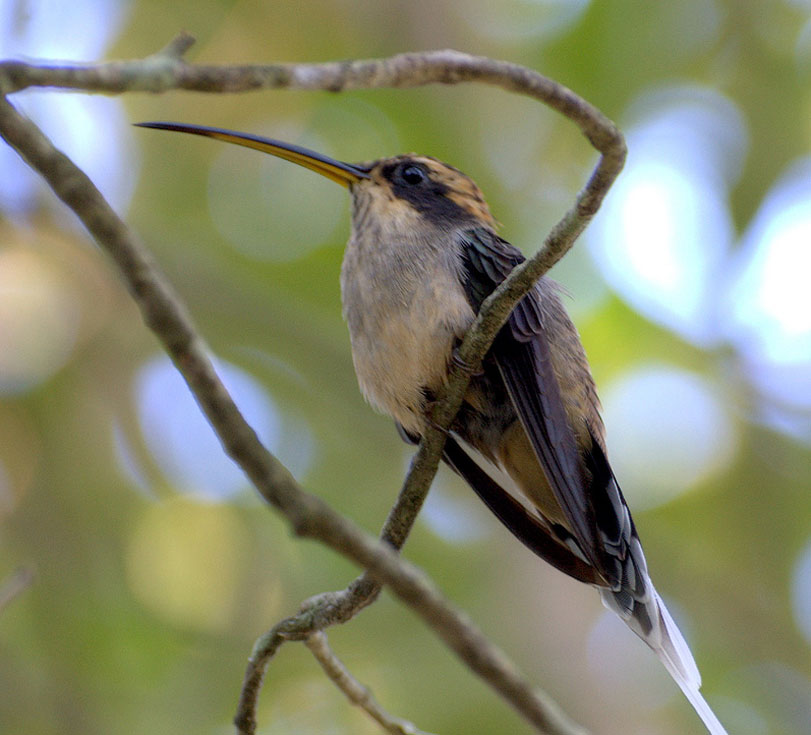 Beija-flor rabo-branco-acanelado ([i]Phaethornis pretrei[/i]) fotografado em Mogi das Cruzes-SP. Foto: