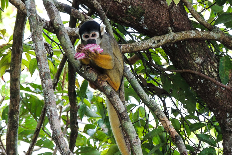 Macaco-de-cheiro-de-cabeça-preta ([i]Saimiri vanzolinii[/i]). Foto: Fernanda Paim