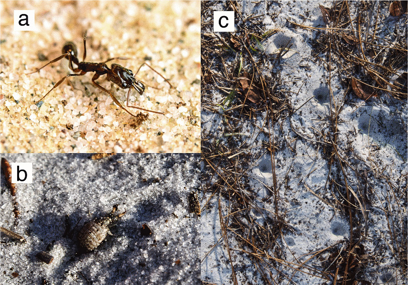 A formiga-leão faz um poço cônico na areia, onde se enterra para espreitar as presas, como a formiga Odontomachus. Foto: Divulgação.
