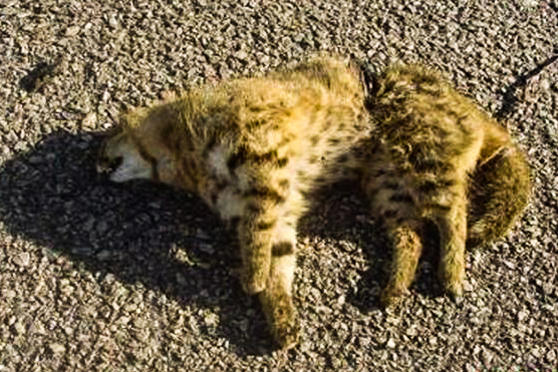 Atropelado: exemplo dos poucos registros do gato-palheiro ([i]Leopardus colocolo[/i]) no Pampa. Foto: Fabio Mazim