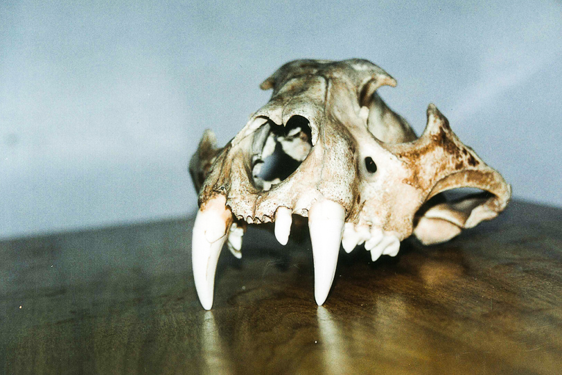 Crânio da última onça-pintada encontrada no Pampa, morta por caçadores em 1952. Foto: Fabio Mazim