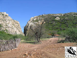 Foto 3: A vegetação predominante é a mata branca ou Caatinga. (Foto: Cenap/ICMBio)