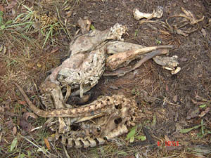 Foto 6: Carcaça de tamanduá-bandeira, predado por onça-pintada. (Foto: Cenap/ICMBio)
