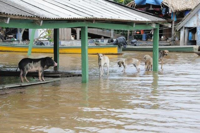 Os animais também têm sofrido as consequências das enchentes que assolam o Estado. Foto: Irene Mendes/divulgação