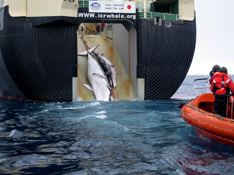 Baleia minke adulta e outra filhote abatidas pelo Japão no Santuário Antártico. Foto: Australian Customs Service