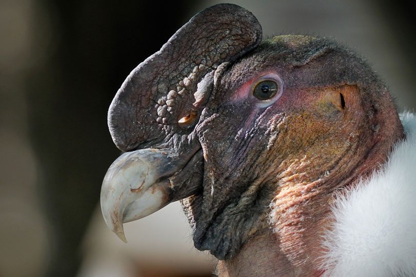 O perfil do condor-dos-andes ([i]Vultur gryphus[/i]) macho, com seu característico , sobre o bico. Foto: