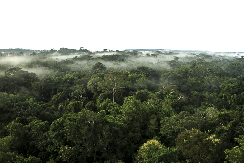 A transpiração das árvores se condensa na copa da floresta em Alta Floresta (MT). Foto: Fabio Olmos