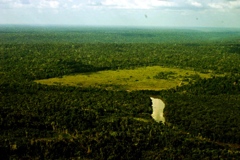 Área da Amazônia paraense desmatada para gado. Foto: